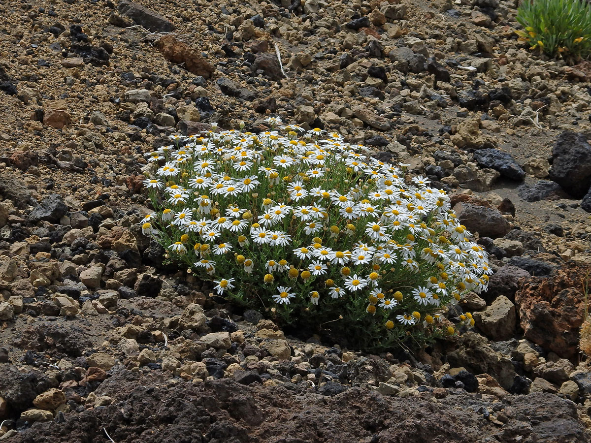 Kopretinovec  (Argyranthemum tenerifae Humphr.)