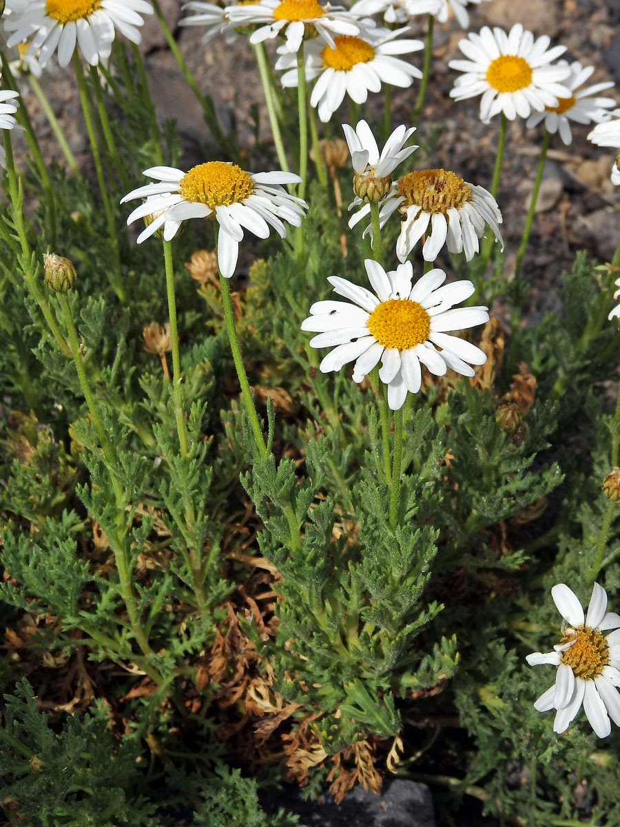 Kopretinovec  (Argyranthemum tenerifae Humphr.)