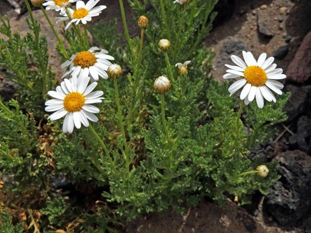 Kopretinovec  (Argyranthemum tenerifae Humphr.)