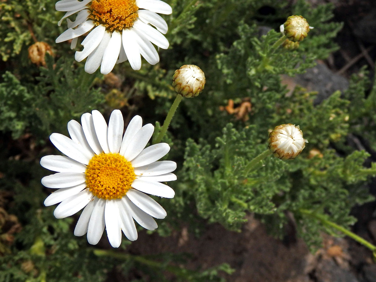 Kopretinovec  (Argyranthemum tenerifae Humphr.)