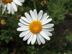 Kopretinovec  (Argyranthemum tenerifae Humphr.)