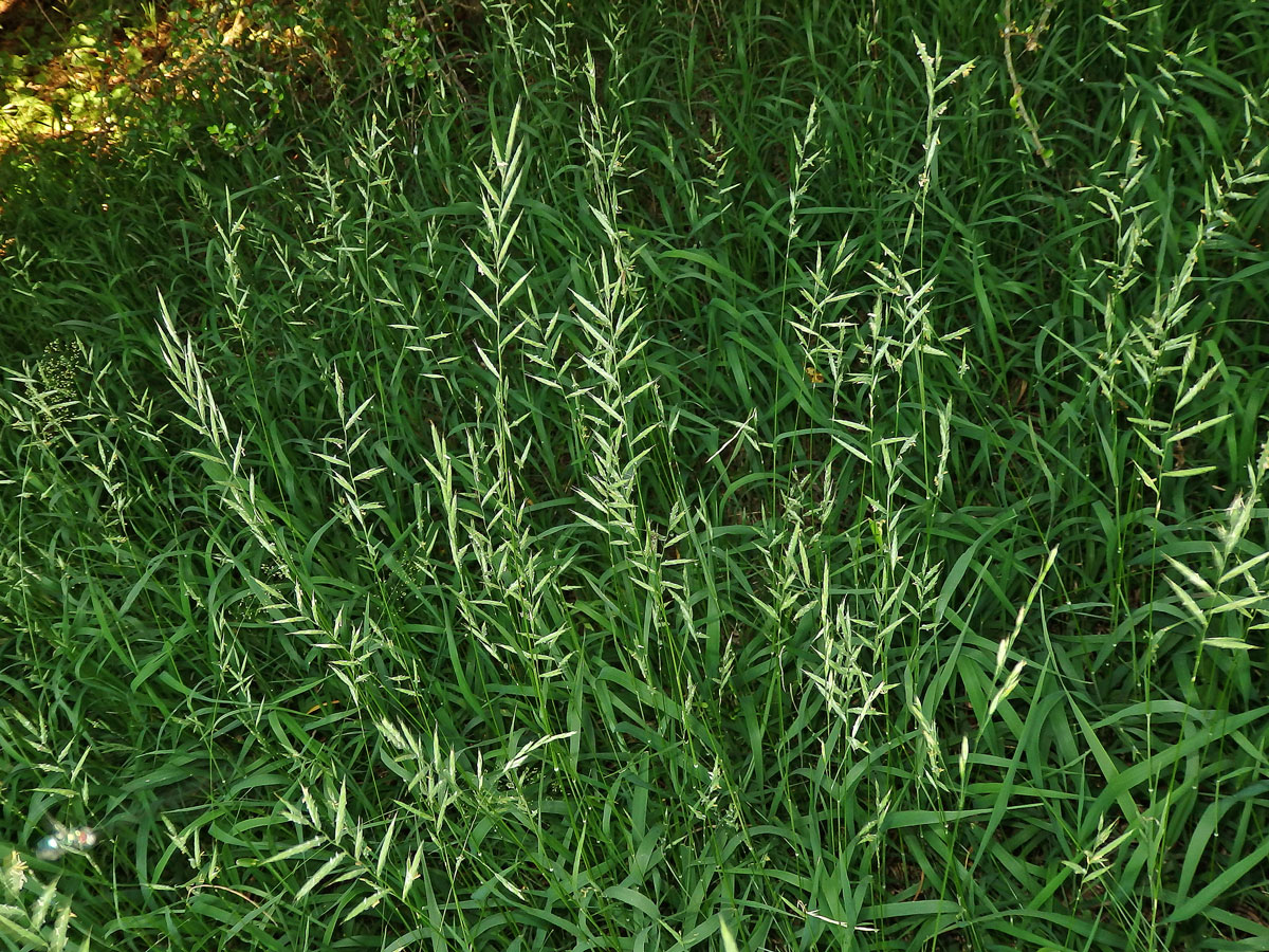 Válečka prapořitá (Brachypodium pinnatum (L.) P. Beauv.)