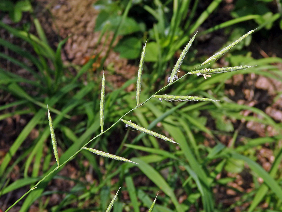 Válečka prapořitá (Brachypodium pinnatum (L.) P. Beauv.)