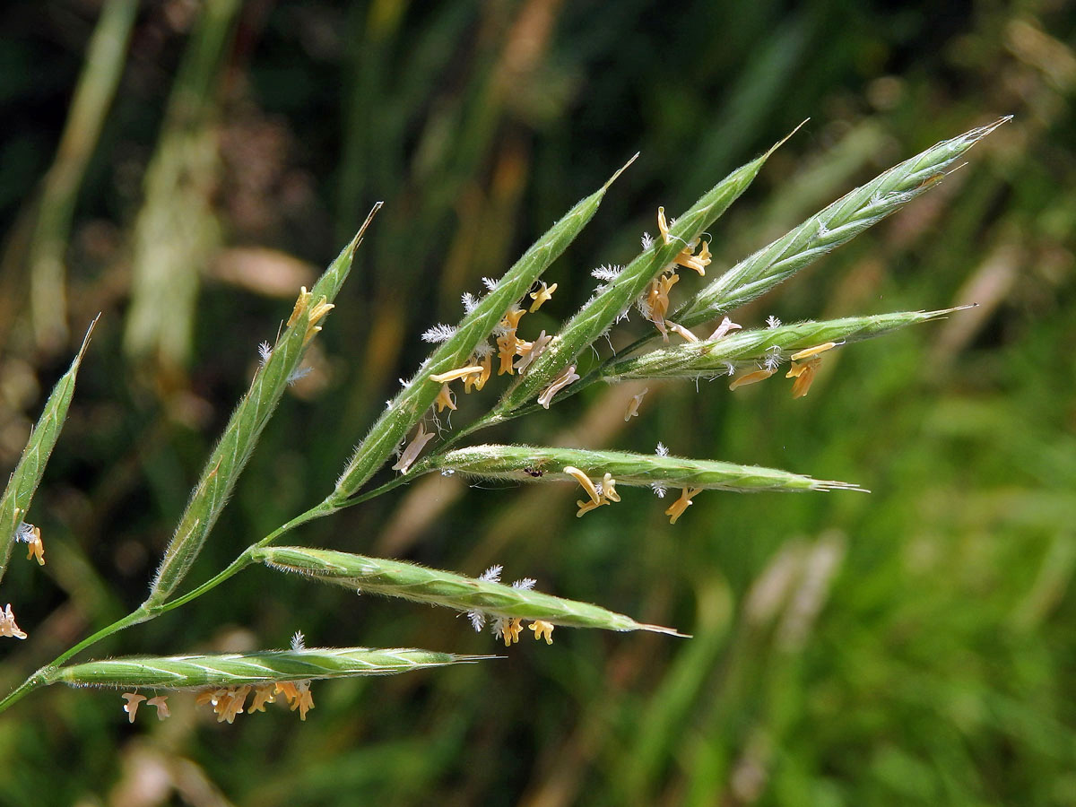 Válečka prapořitá (Brachypodium pinnatum (L.) P. Beauv.)