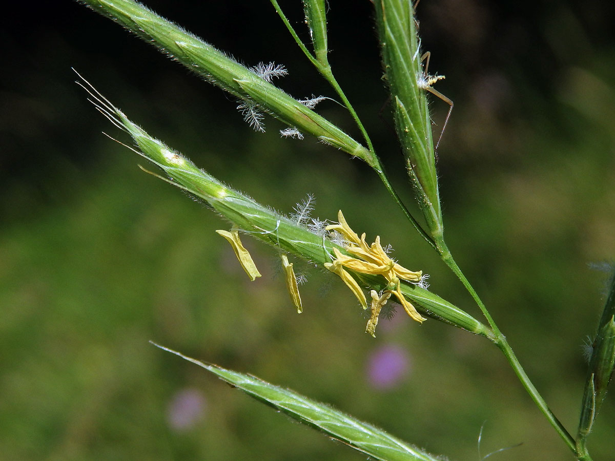 Válečka prapořitá (Brachypodium pinnatum (L.) P. Beauv.)