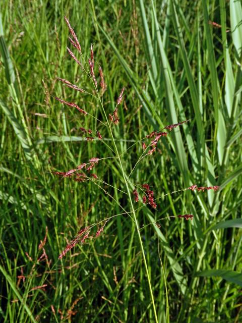 Čirok halebský (Sorghum halepense (L.) Pers.)