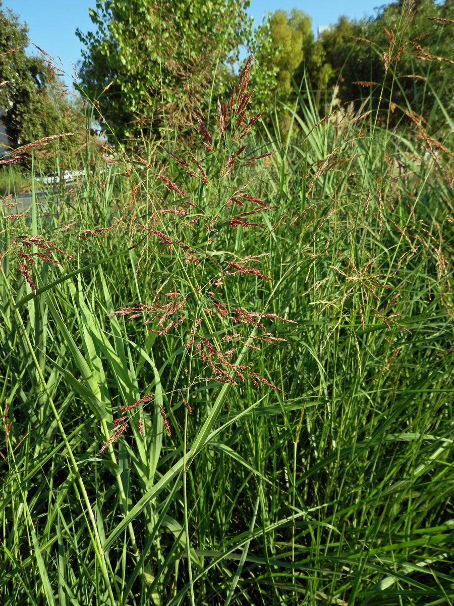 Čirok halebský (Sorghum halepense (L.) Pers.)