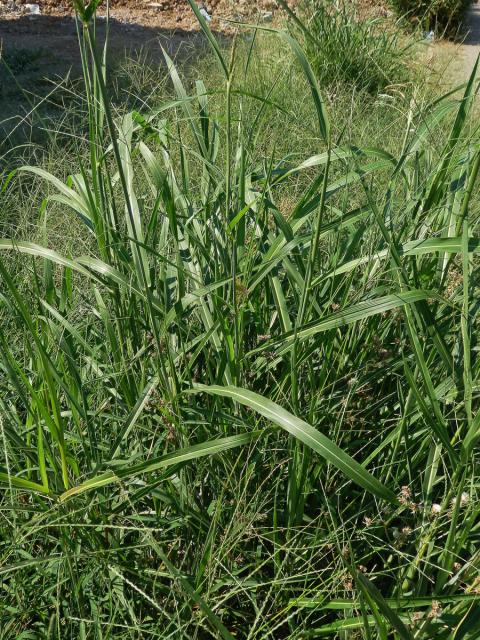 Čirok halebský (Sorghum halepense (L.) Pers.)