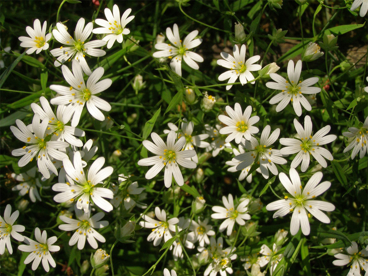 Ptačinec velkokvětý (Stellaria holostea L.)