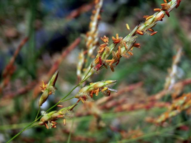 Čirok halebský (Sorghum halepense (L.) Pers.)