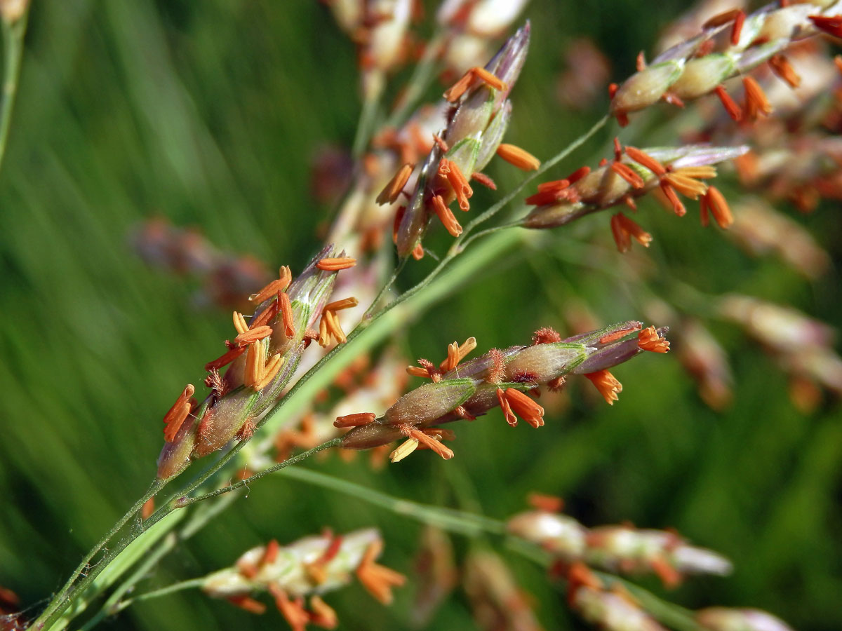 Čirok halebský (Sorghum halepense (L.) Pers.)