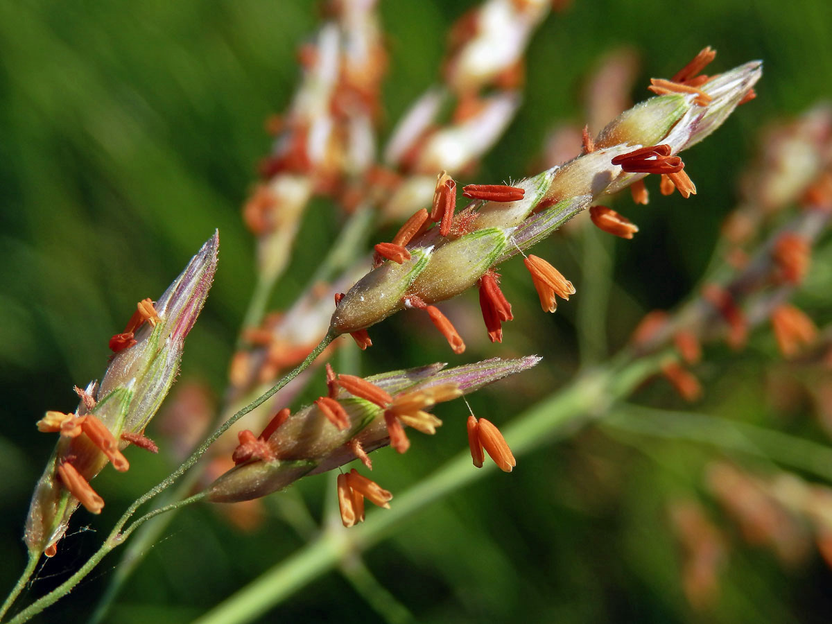 Čirok halebský (Sorghum halepense (L.) Pers.)