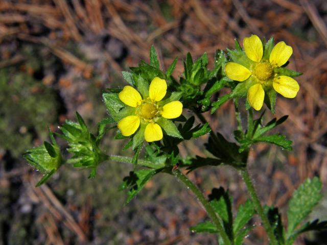 Mochna poléhavá (Potentilla supina L.)