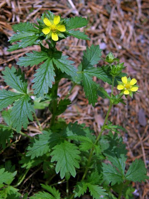 Mochna poléhavá (Potentilla supina L.)