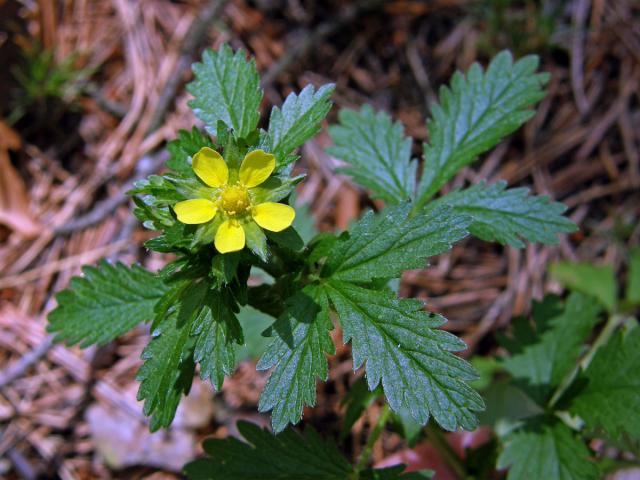 Mochna poléhavá (Potentilla supina L.)