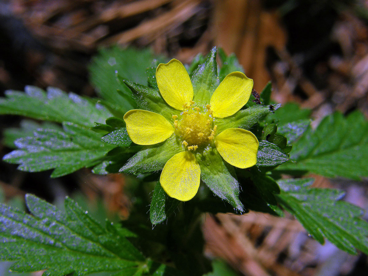 Mochna poléhavá (Potentilla supina L.)