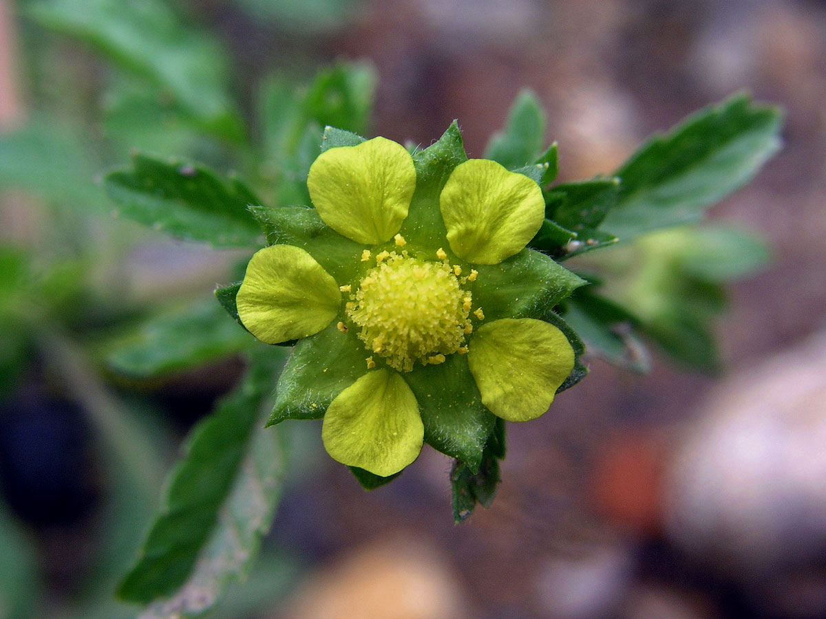 Mochna poléhavá (Potentilla supina L.)