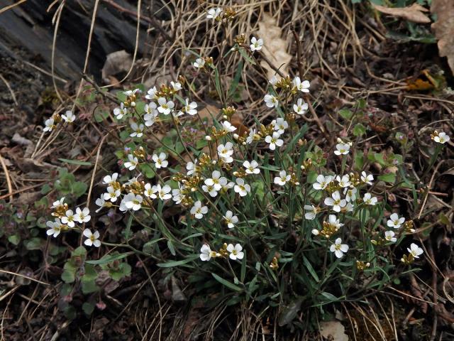 Řeřišničník skalní (Cardaminopsis petraea (L.) Hiitonen)