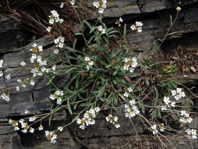 Řeřišničník skalní (Cardaminopsis petraea (L.) Hiitonen)