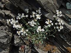 Řeřišničník skalní (Cardaminopsis petraea (L.) Hiitonen)