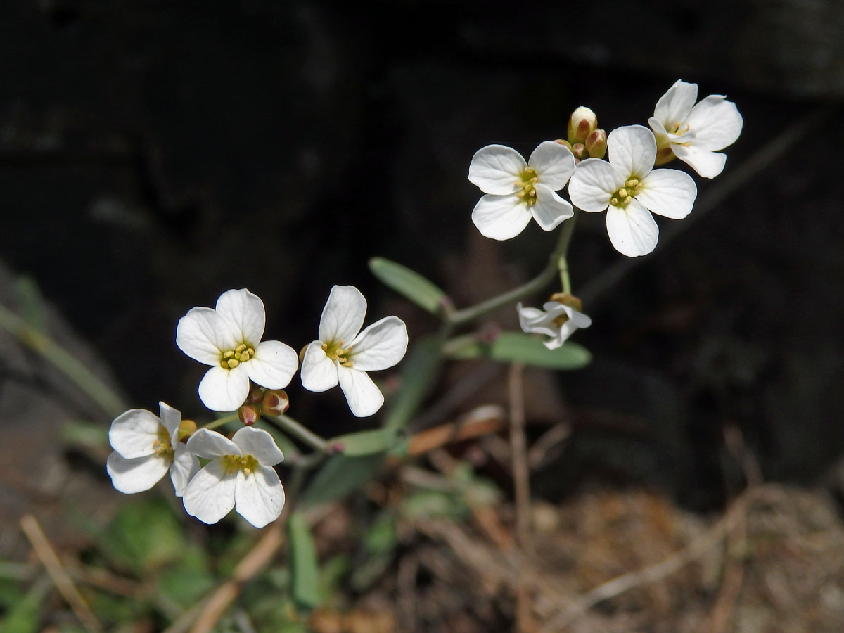 Řeřišničník skalní (Cardaminopsis petraea (L.) Hiitonen)