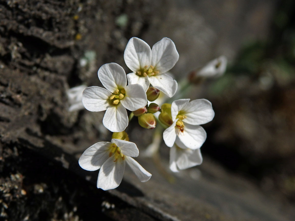 Řeřišničník skalní (Cardaminopsis petraea (L.) Hiitonen)