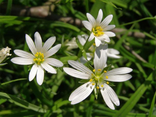 Ptačinec velkokvětý (Stellaria holostea L.)