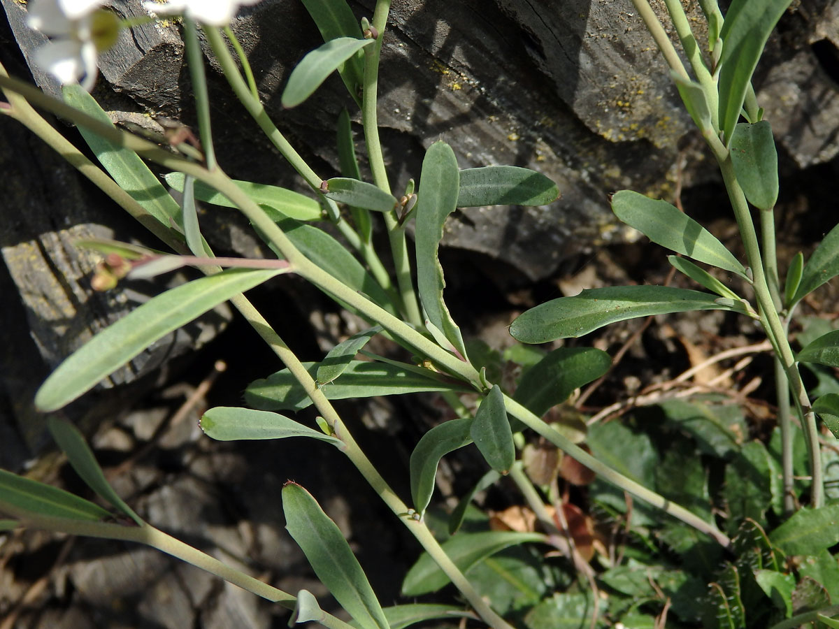 Řeřišničník skalní (Cardaminopsis petraea (L.) Hiitonen)