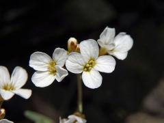 Řeřišničník skalní (Cardaminopsis petraea (L.) Hiitonen)