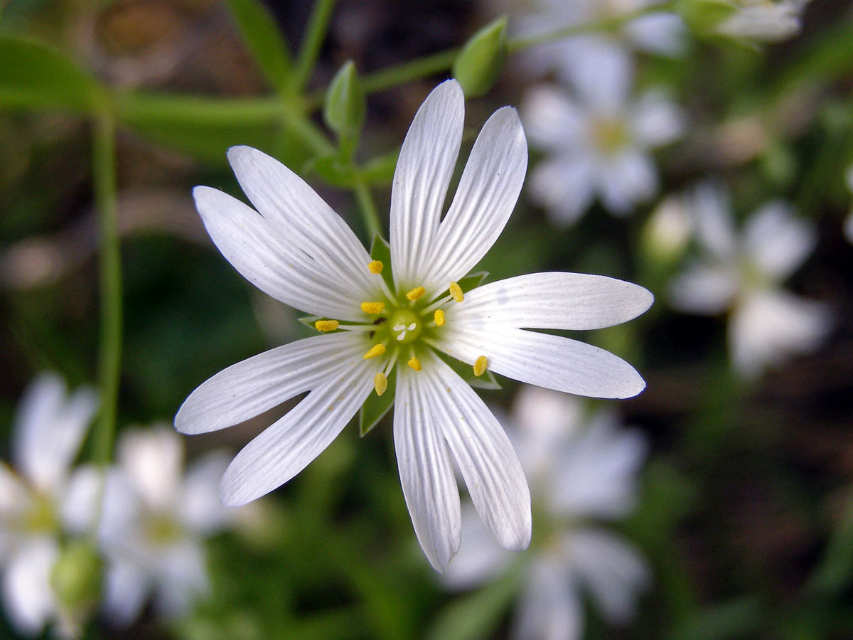 Ptačinec velkokvětý (Stellaria holostea L.)