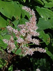 Čechrava (Astilbe japonica (Morr. & Dcne.) Gray)