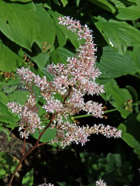 Čechrava (Astilbe japonica (Morr. & Dcne.) Gray)