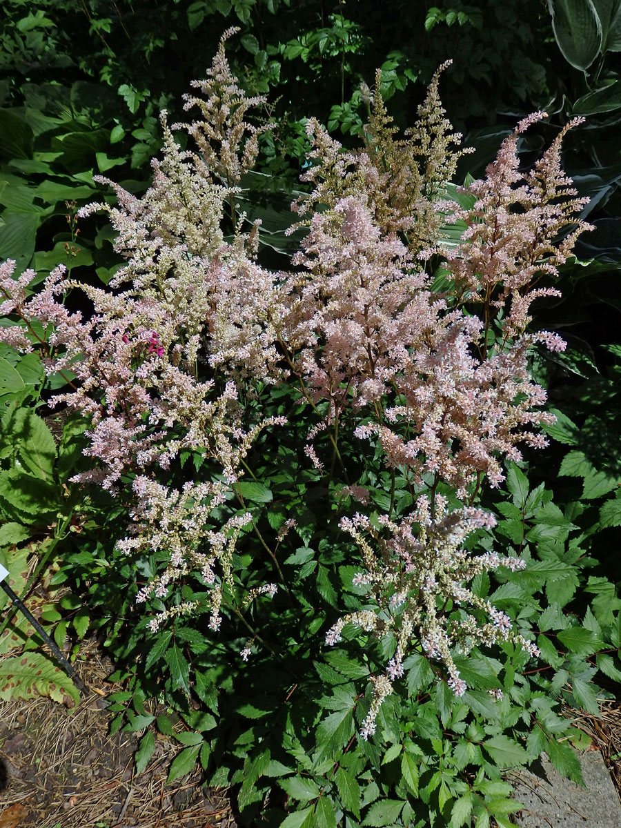 Čechrava (Astilbe japonica (Morr. & Dcne.) Gray)