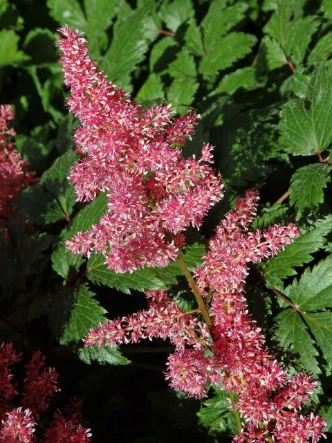 Čechrava (Astilbe japonica (Morr. & Dcne.) Gray)