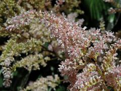 Čechrava (Astilbe japonica (Morr. & Dcne.) Gray)