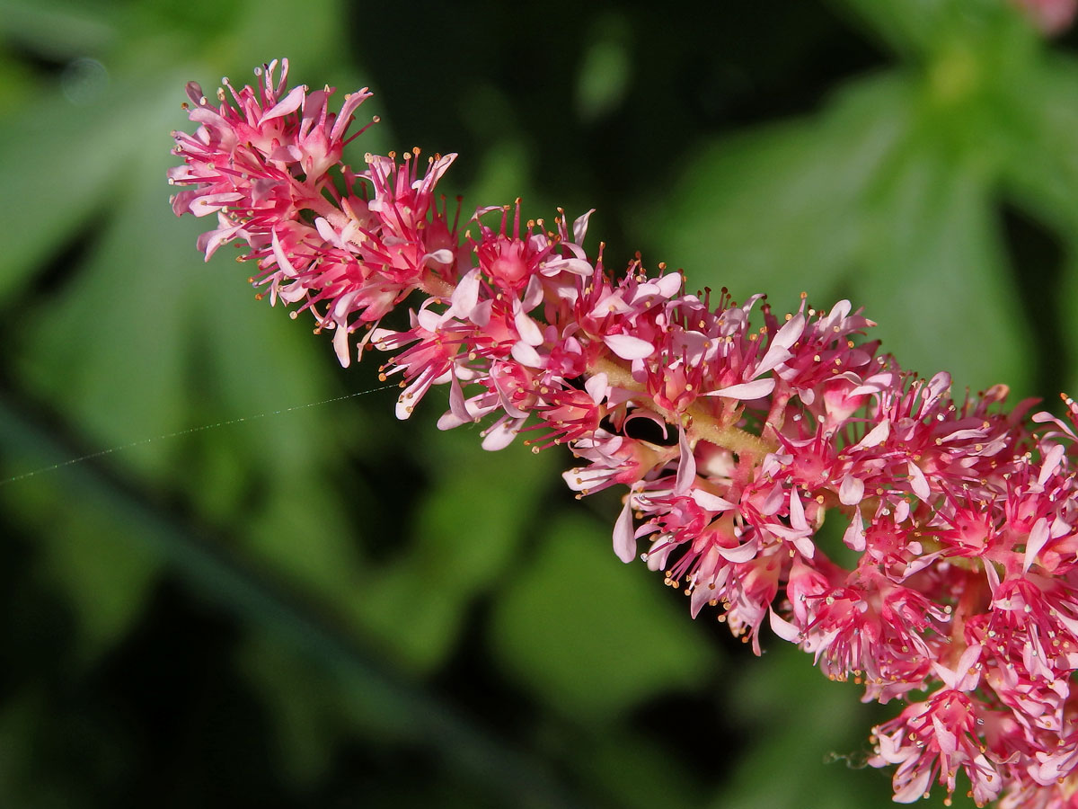 Čechrava (Astilbe japonica (Morr. & Dcne.) Gray)