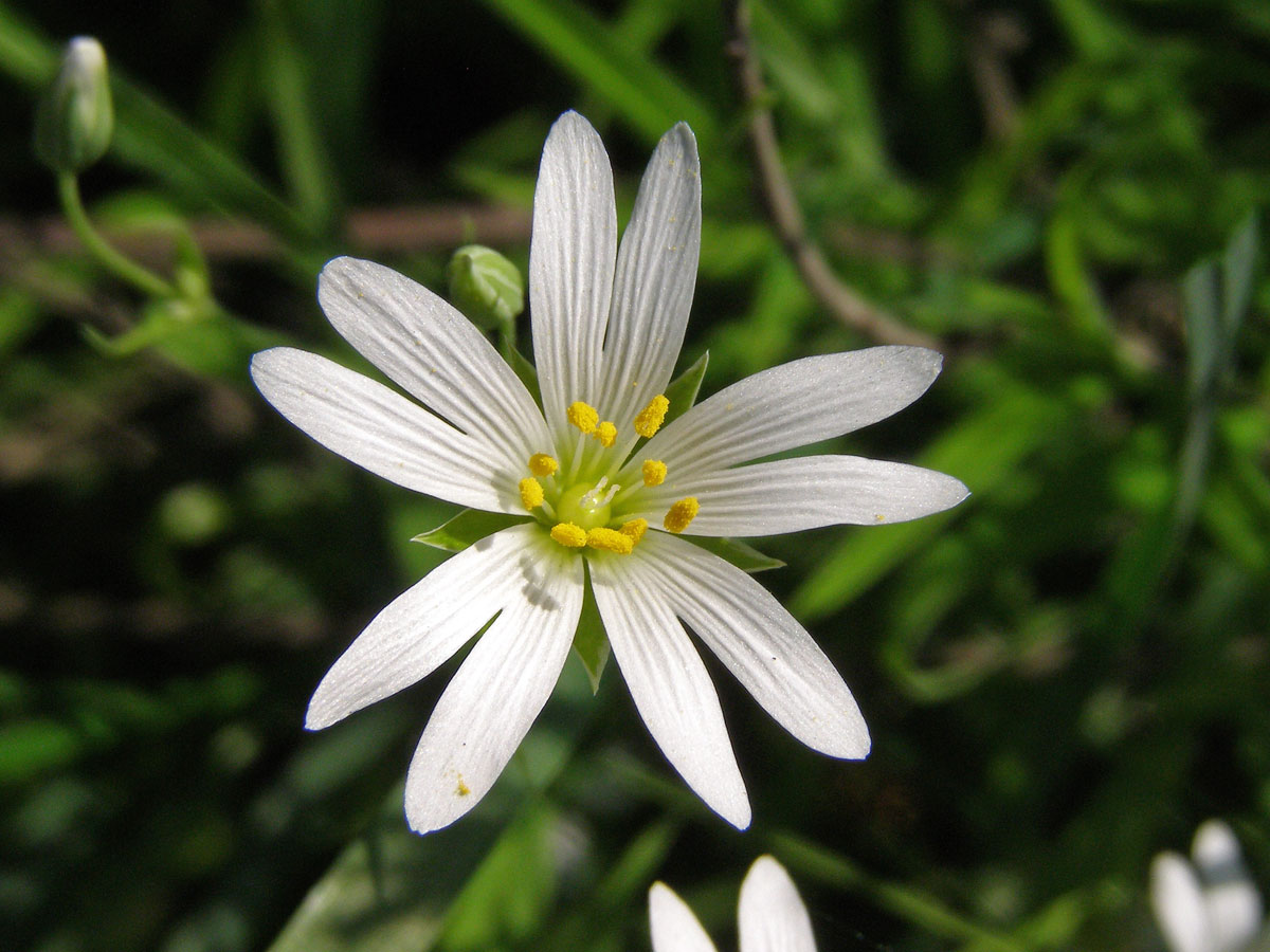 Ptačinec velkokvětý (Stellaria holostea L.)