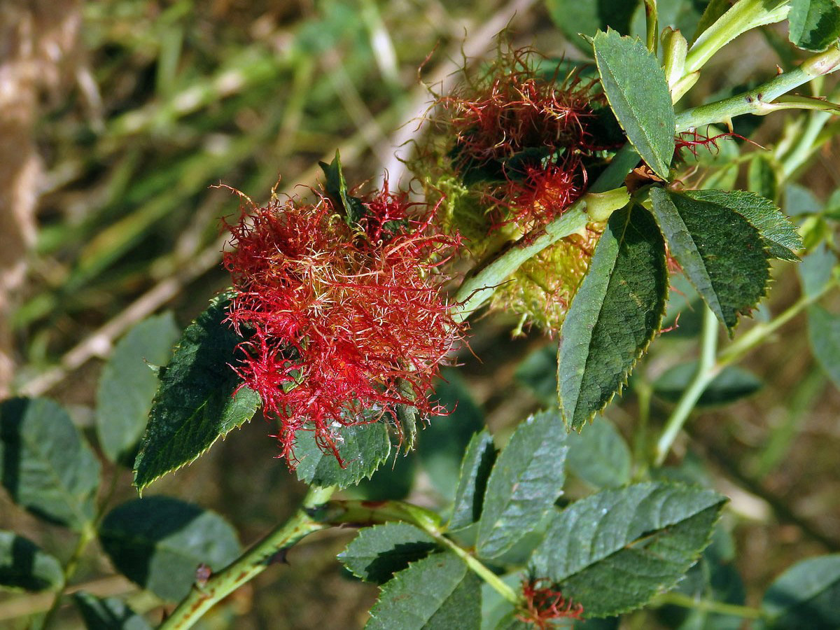 Hálky žlabatky růžové (Diplolepis rosae)