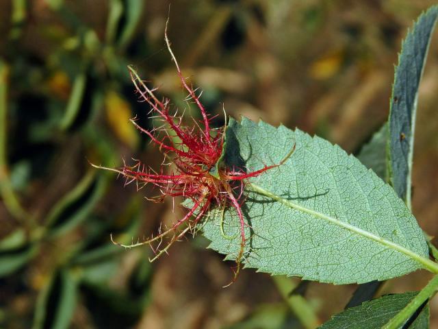 Hálky žlabatky růžové (Diplolepis rosae)