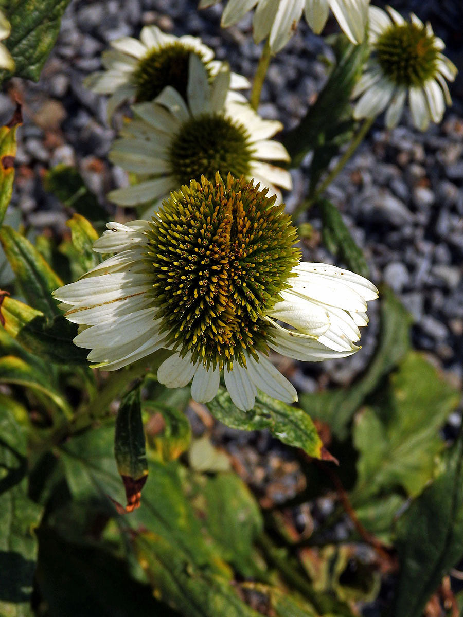 Třepetovka purpurová (Echinacea purpurea L.), květenství na stonku postiženém fasciací (2a)