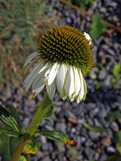 Třepetovka purpurová (Echinacea purpurea L.), květenství na stonku postiženém fasciací (2b)