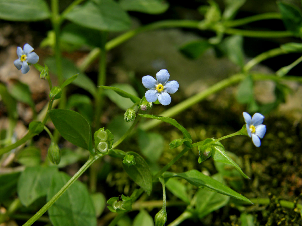 Pupkovec pomněnkovitý (Omphalodes scorpioides (Haenke) Schrank)