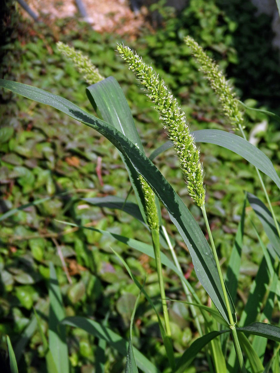 Bér zelený (Setaria viridis (L.) P. Beauv.)