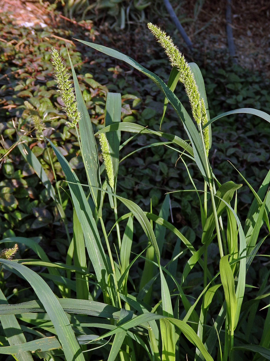 Bér zelený (Setaria viridis (L.) P. Beauv.)