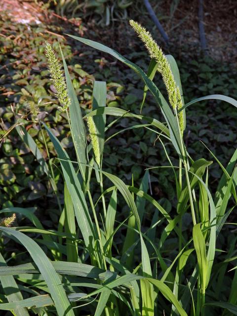 Bér zelený (Setaria viridis (L.) P. Beauv.)