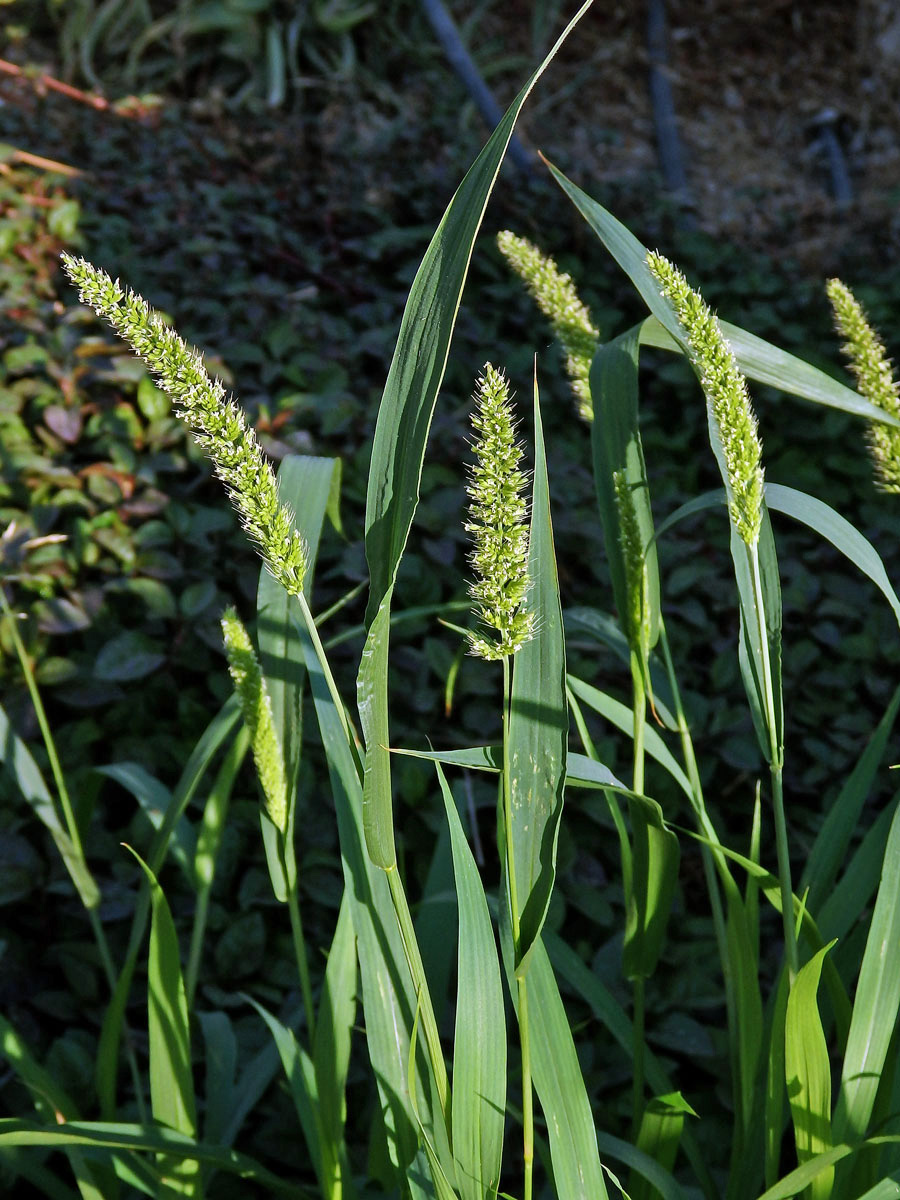 Bér zelený (Setaria viridis (L.) P. Beauv.)