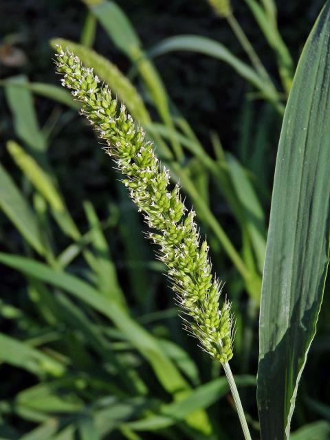 Bér zelený (Setaria viridis (L.) P. Beauv.)