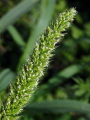 Bér zelený (Setaria viridis (L.) P. Beauv.)