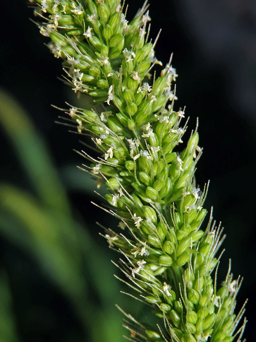 Bér zelený (Setaria viridis (L.) P. Beauv.)