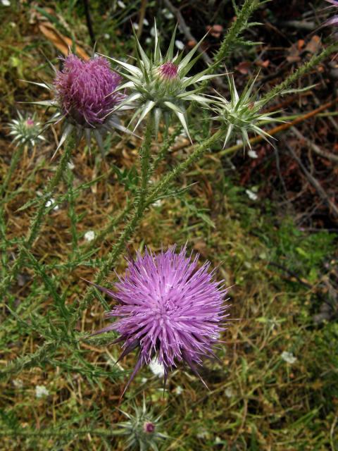 Ostropes (Onopordum cyprinum Eig)